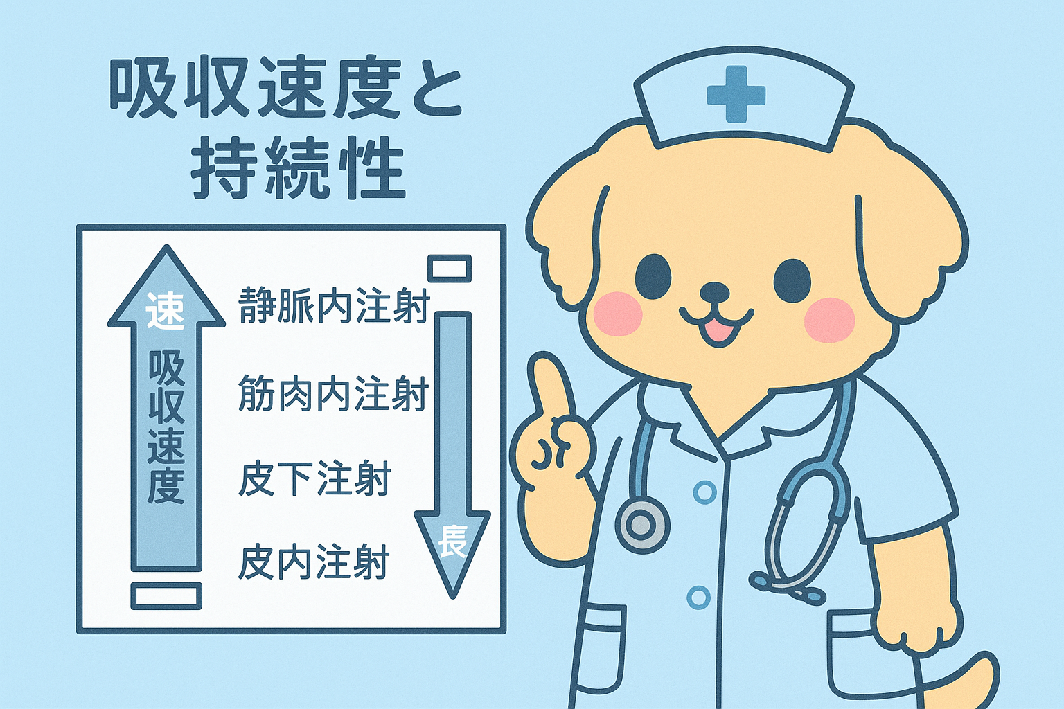 注射薬剤の吸収速度