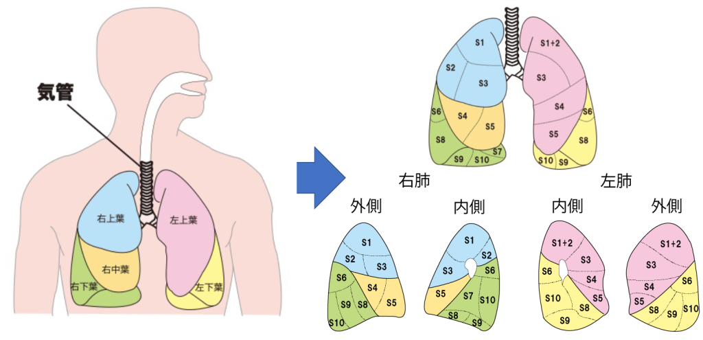 肺の解剖図