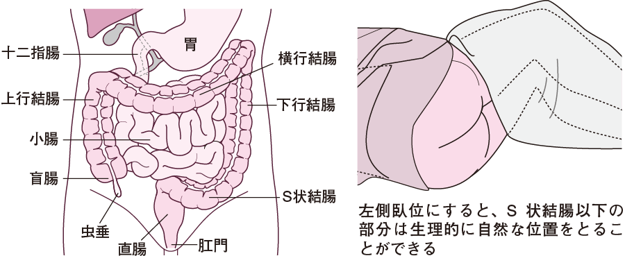 腸の解剖図