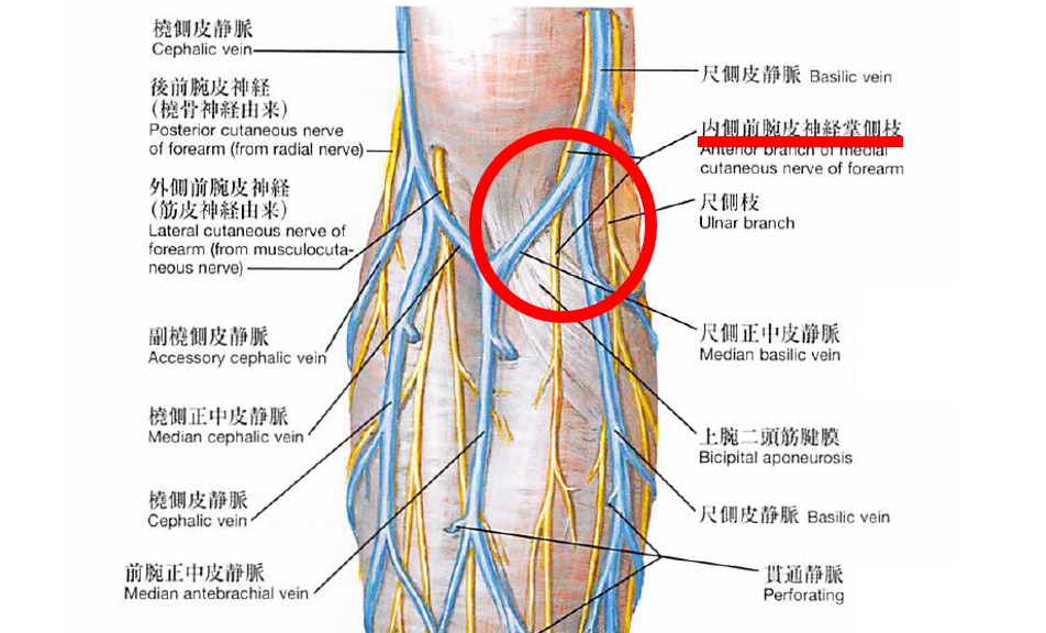 肘正中皮静脈の解剖図