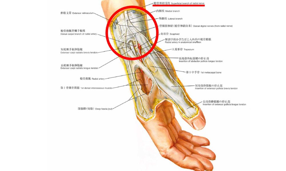 手関節親指側の橈骨皮静脈解剖図 