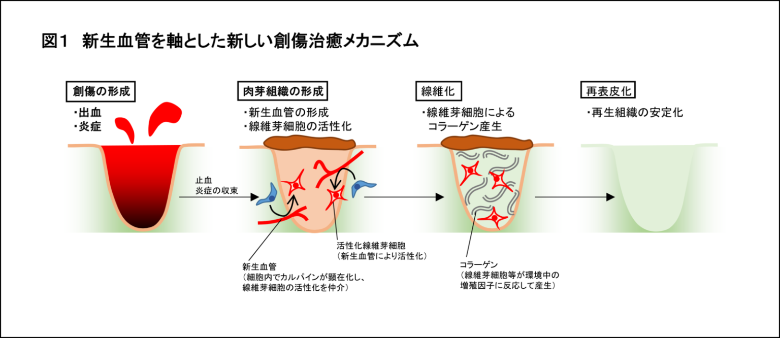 創傷治癒過程の4段階を解説！止血期から成熟期まで - しごとレトリバーガイド