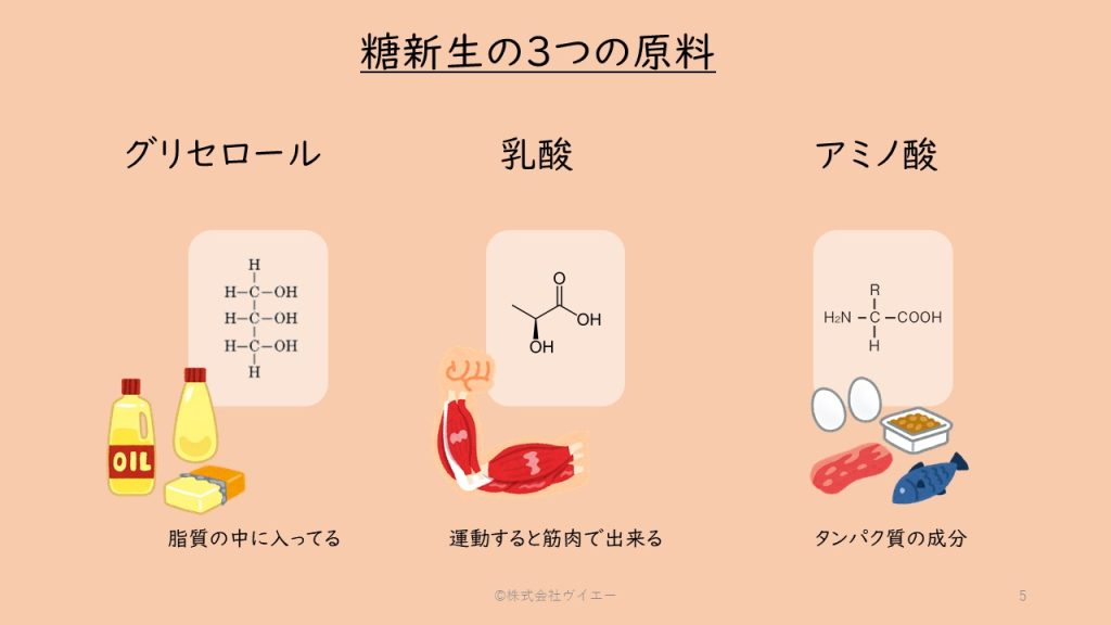 糖新生　材料