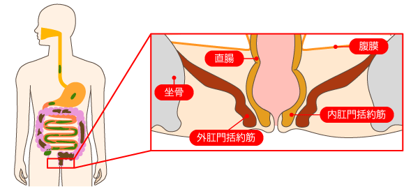 直腸　肛門　解剖図