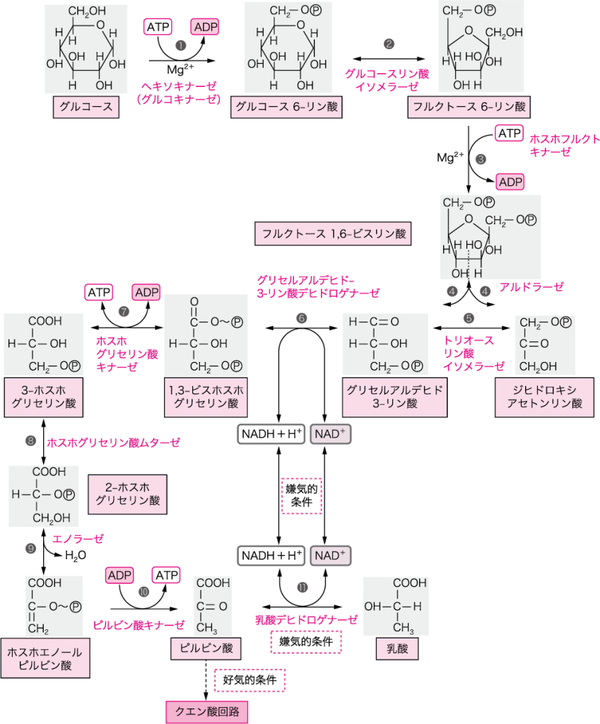 解糖系