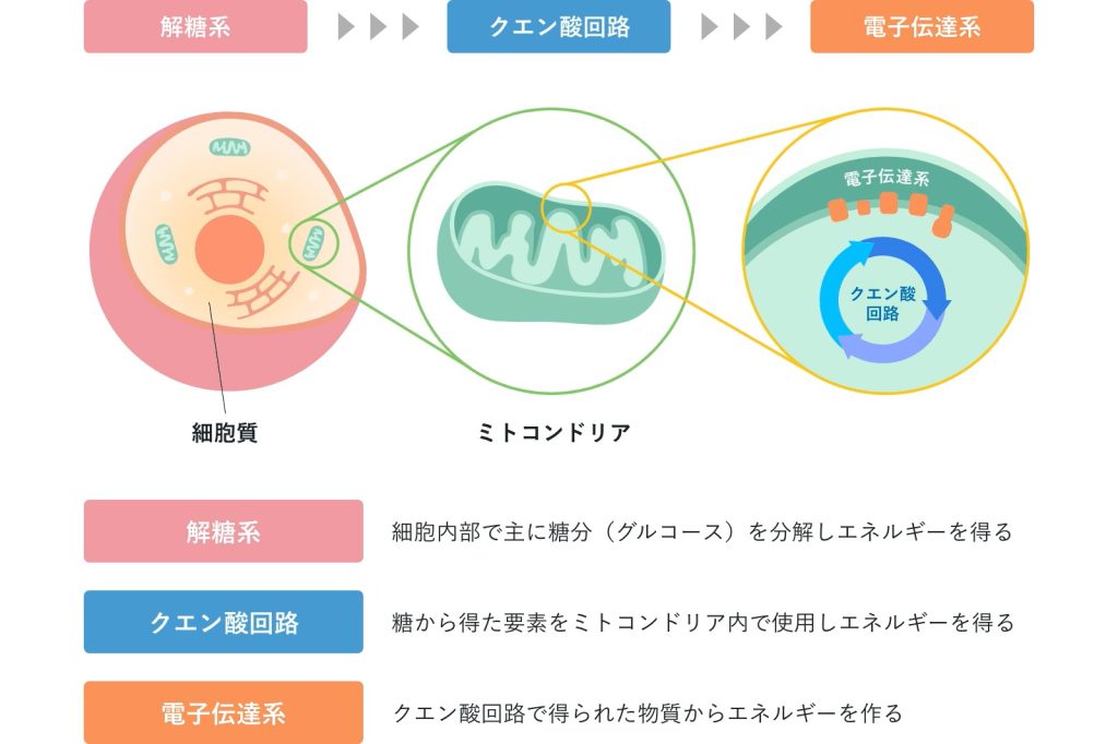 細胞質