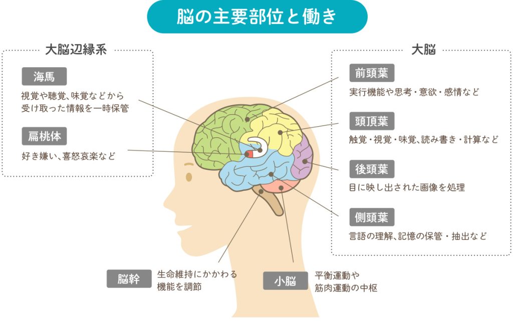 脳　機能　解説