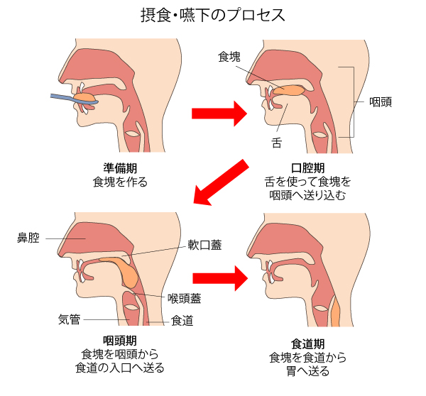嚥下の仕組み