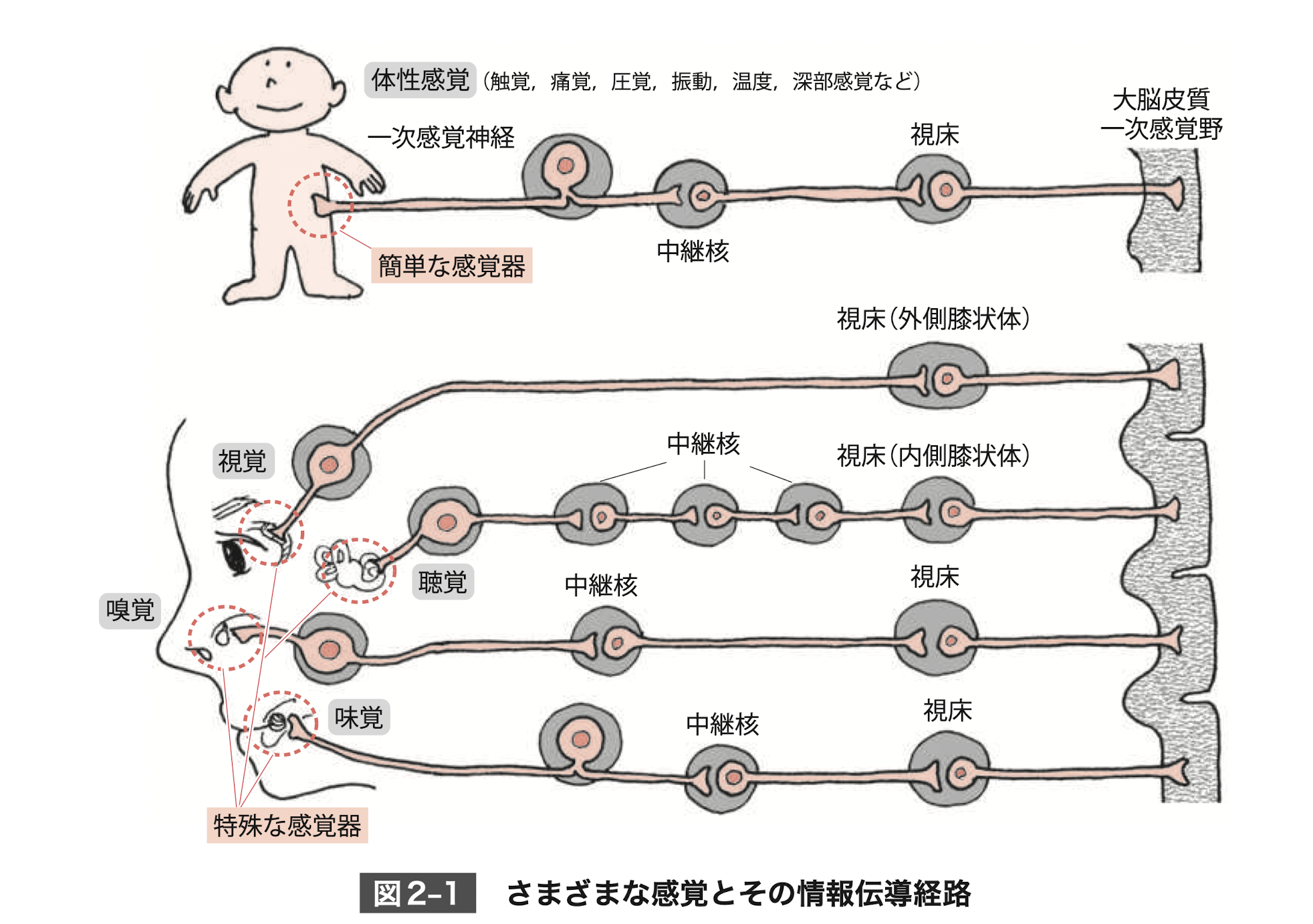 感覚機能とは？ 看護で使える分類・神経経路・アセスメント完全ガイド🩺🧠 - しごとレトリバーガイド