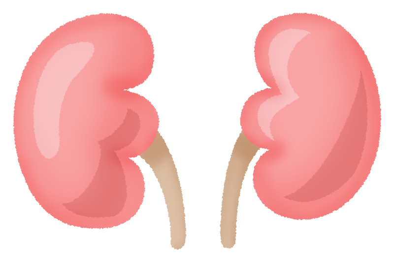 腎臓のイラスト