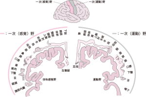 感覚機能とは? 看護で使える分類・神経経路・アセスメント完全ガイド🩺🧠 - しごとレトリバーガイド