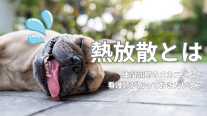熱放散とは？体温調節のメカニズムと看護師が知っておきたいケア