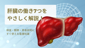 肝臓の働き7つをやさしく解説！💡検査・観察・患者説明にすぐ使える看護知識とは？