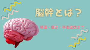🧠「脳幹とは？」を完全解説！構造・働き・障害症状まで看護師向けにやさしく解説