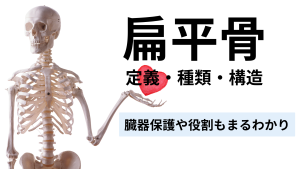 🦴扁平骨の定義・種類・構造をやさしく解説！臓器保護や役割もまるわかり