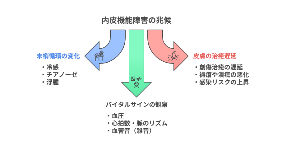 【看護師必見】内皮細胞の機能と障害|動脈硬化・糖尿病との関係をやさしく学ぶ - しごとレトリバーガイド