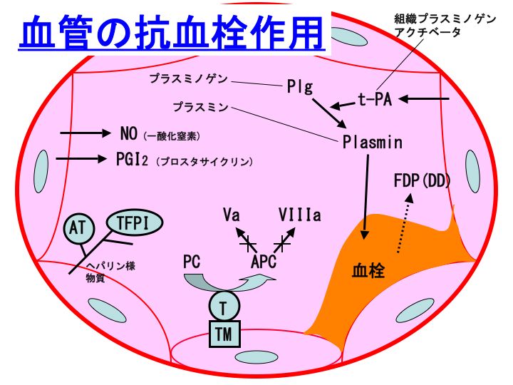 血管内皮：トロンボモジュリン、ヘパリン様物質、PGI2、NO、t-PA