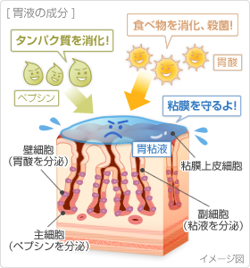胃酸　成分