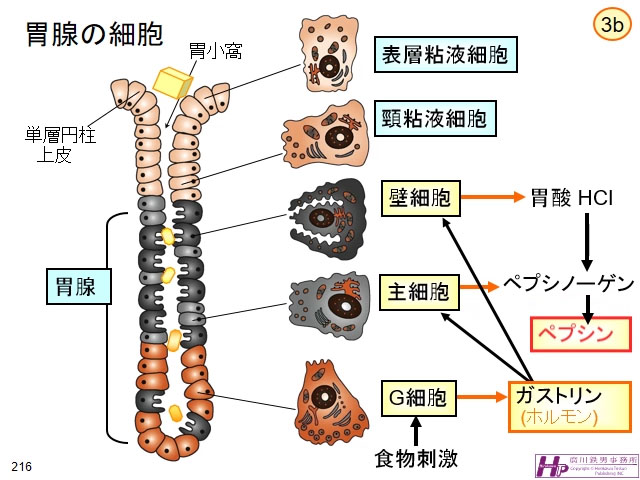 胃　粘膜　細胞
