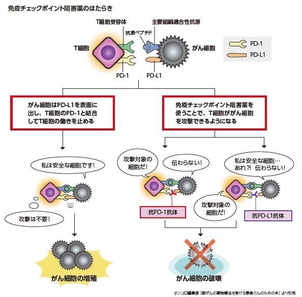 免疫療法 肺がん 機序