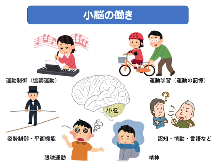 小脳　働き