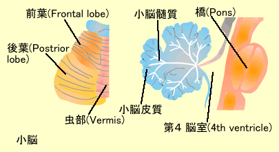小脳　解剖図　