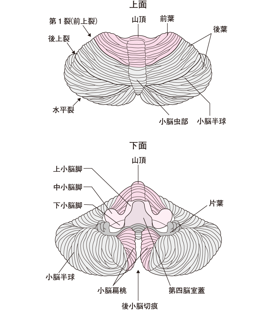 小脳　解剖図