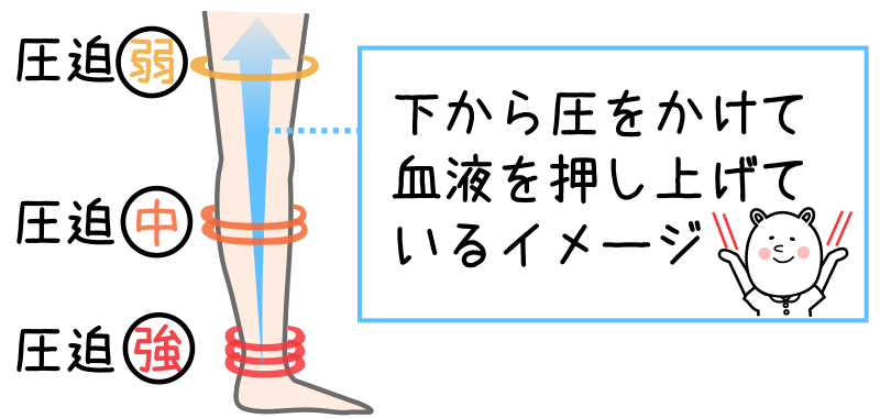 弾性ストッキングの仕組み