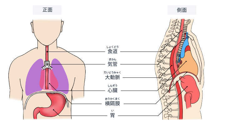 胃　場所