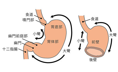 胃　名称