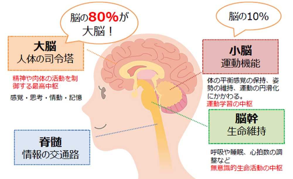 小脳　位置