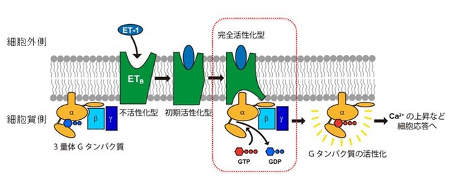 内皮細胞　収縮因子　エンドセリン