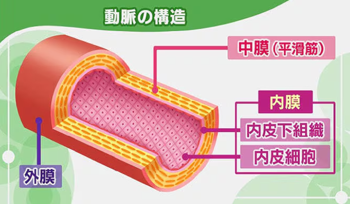 内皮細胞　動脈の構造