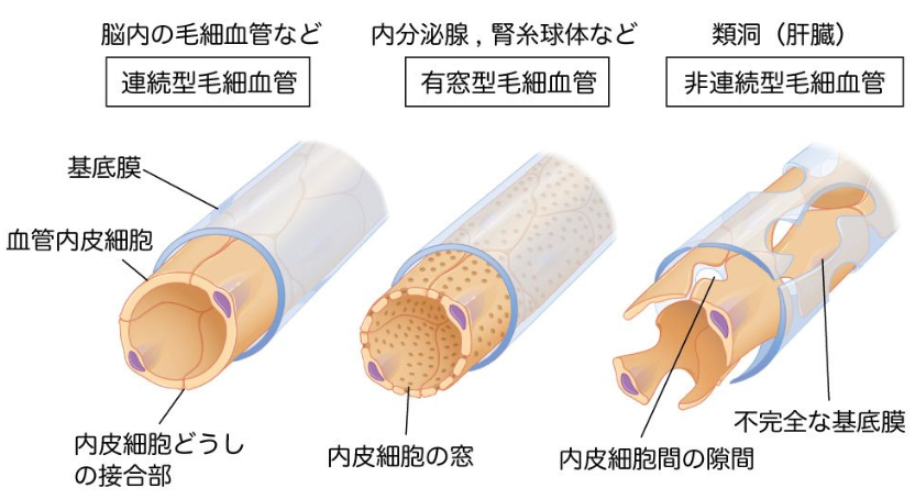 毛細血管　内皮細胞