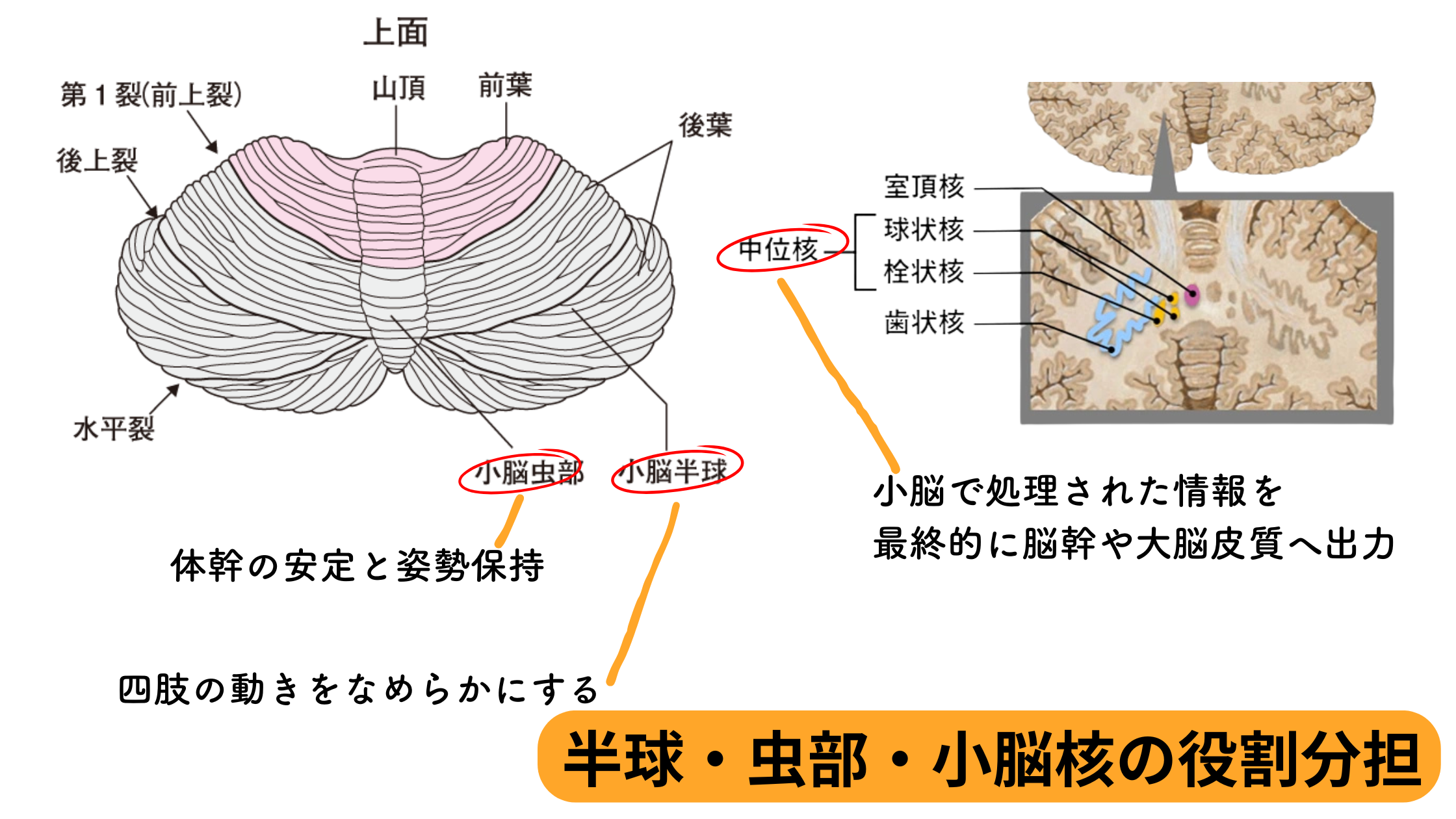 半球・虫部・小脳核の役割分担