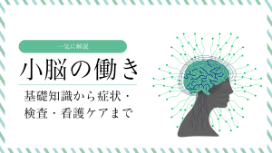小脳の働きまとめ｜基礎知識から症状・検査・看護ケアまで一気に解説