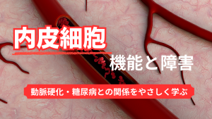 【看護師必見】内皮細胞の機能と障害｜動脈硬化・糖尿病との関係をやさしく学ぶ