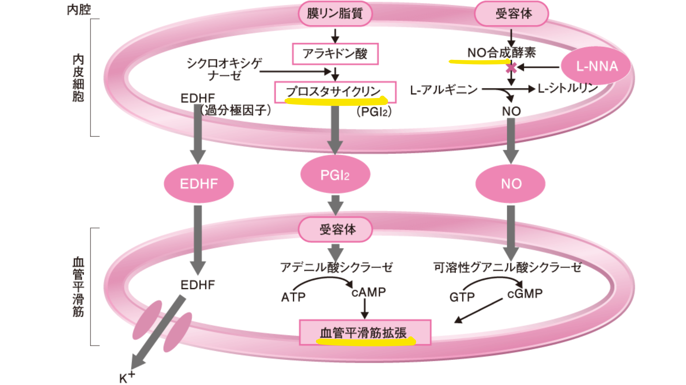 内皮細胞　拡張因子　プロスタサイクリン　一酸化炭素