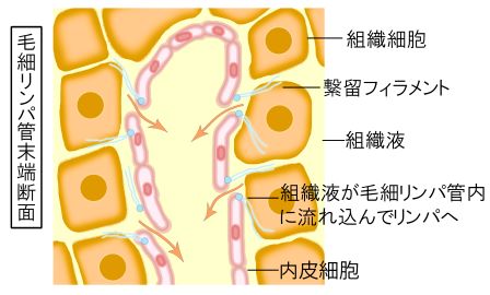 リンパ管内皮細胞