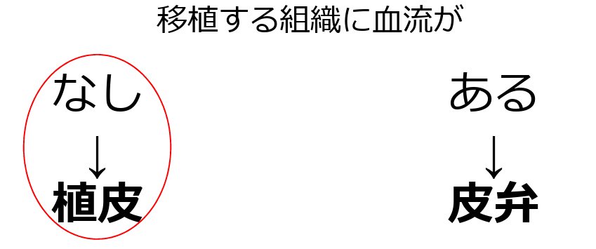【看護師必見】皮弁モニタリングでのピンプリックテスト🩹痛みと出血でわかる壊死の早期サイン! - しごとレトリバーガイド