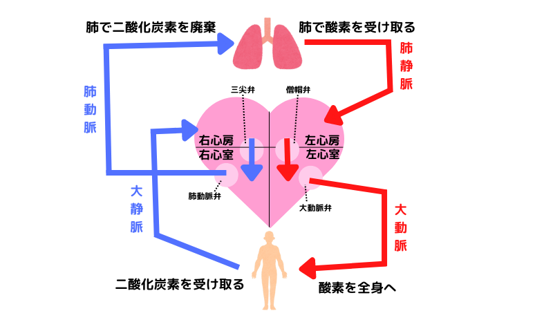 体循環とは?🩸流れ・肺循環との違い・看護での観察ポイントを図でわかりやすく解説! - しごとレトリバーガイド