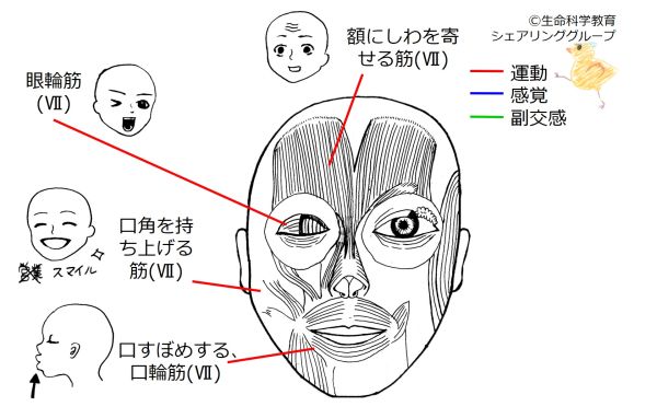 顔面神経　