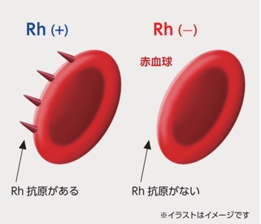 Rh因子