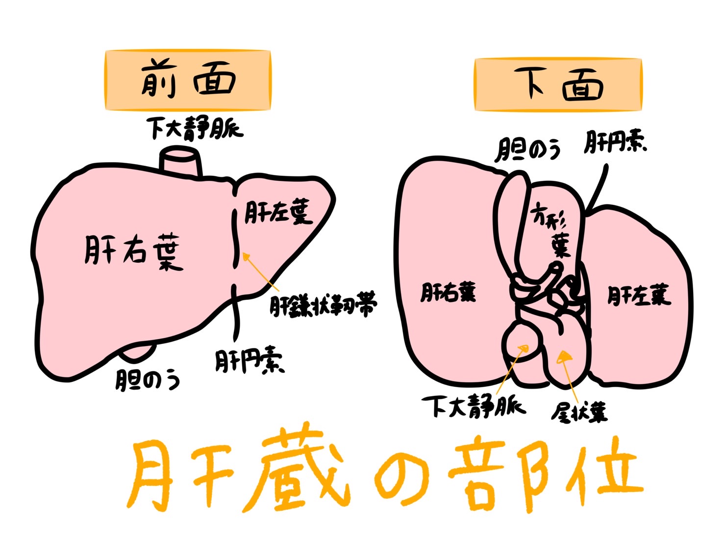 肝臓　部位　名称　