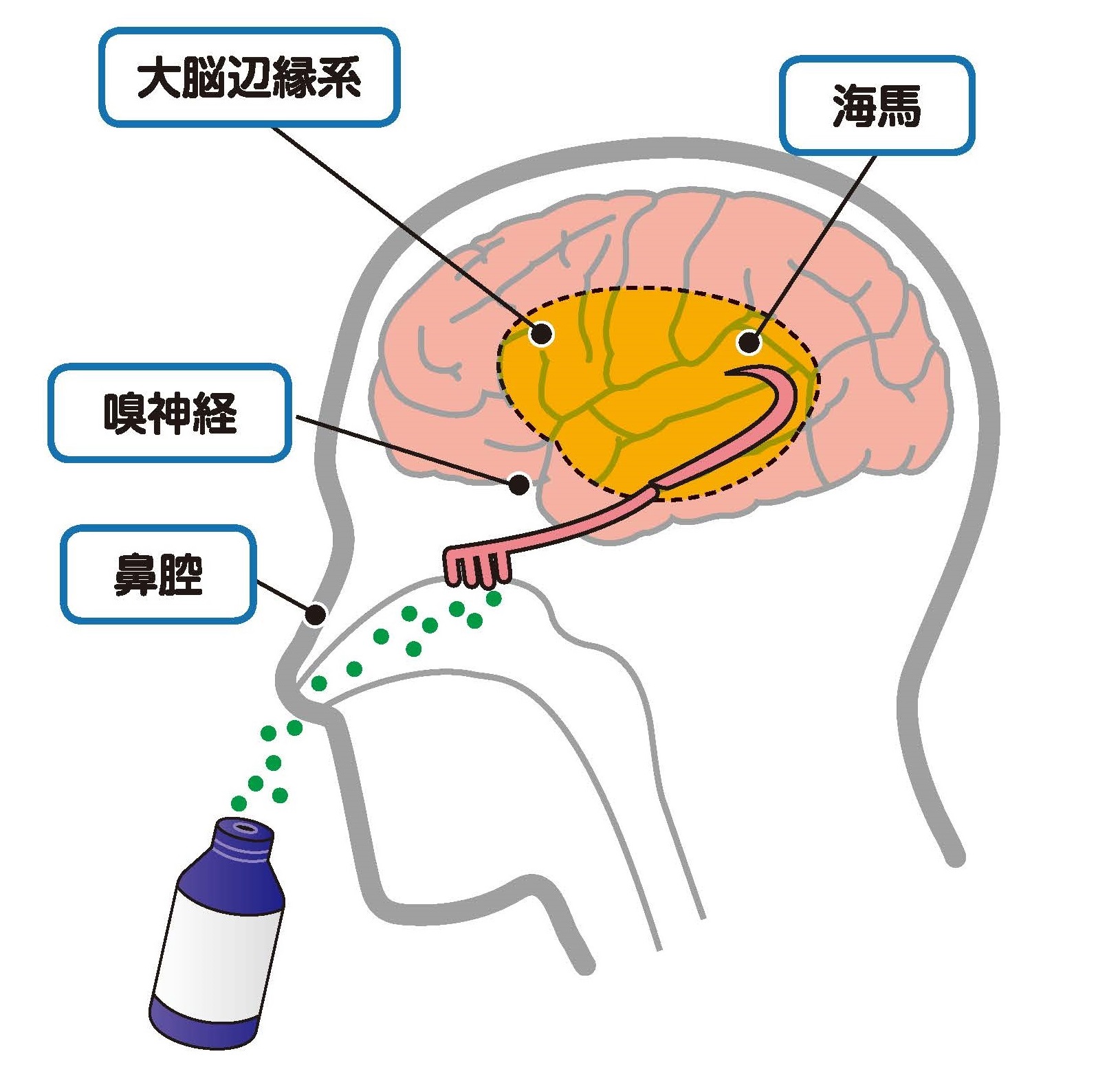 嗅覚（嗅神経Ⅰ）の評価