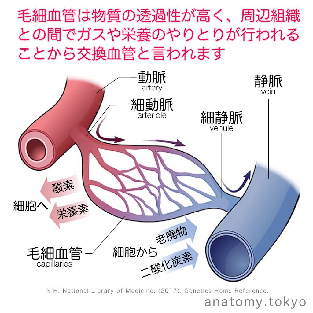 体循環 ガス交換