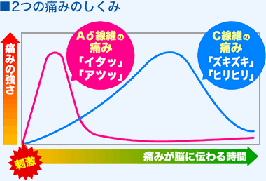 Aδ線維（一次痛） C線維（二次痛）