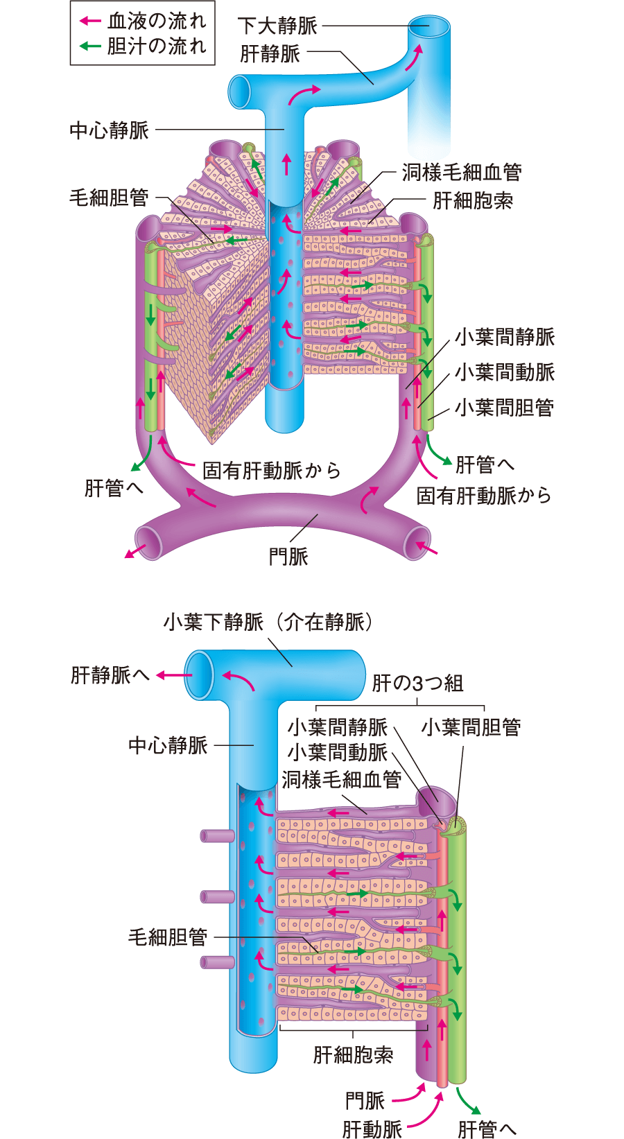 肝小葉 血液 胆汁 流れ