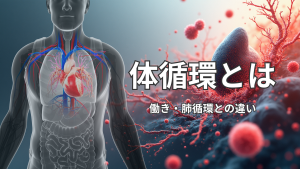 体循環とは?🩸流れ・肺循環との違い・看護での観察ポイントを図でわかりやすく解説!