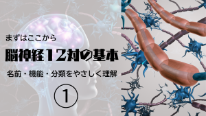まずはここから！脳神経12対の基本🧠｜名前・機能・分類をやさしく理解